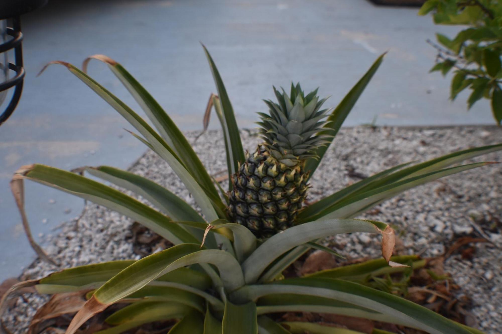 Pelican'S Roost, Waterfront Comfort At Venture Out Cudjoe Key 외부 사진