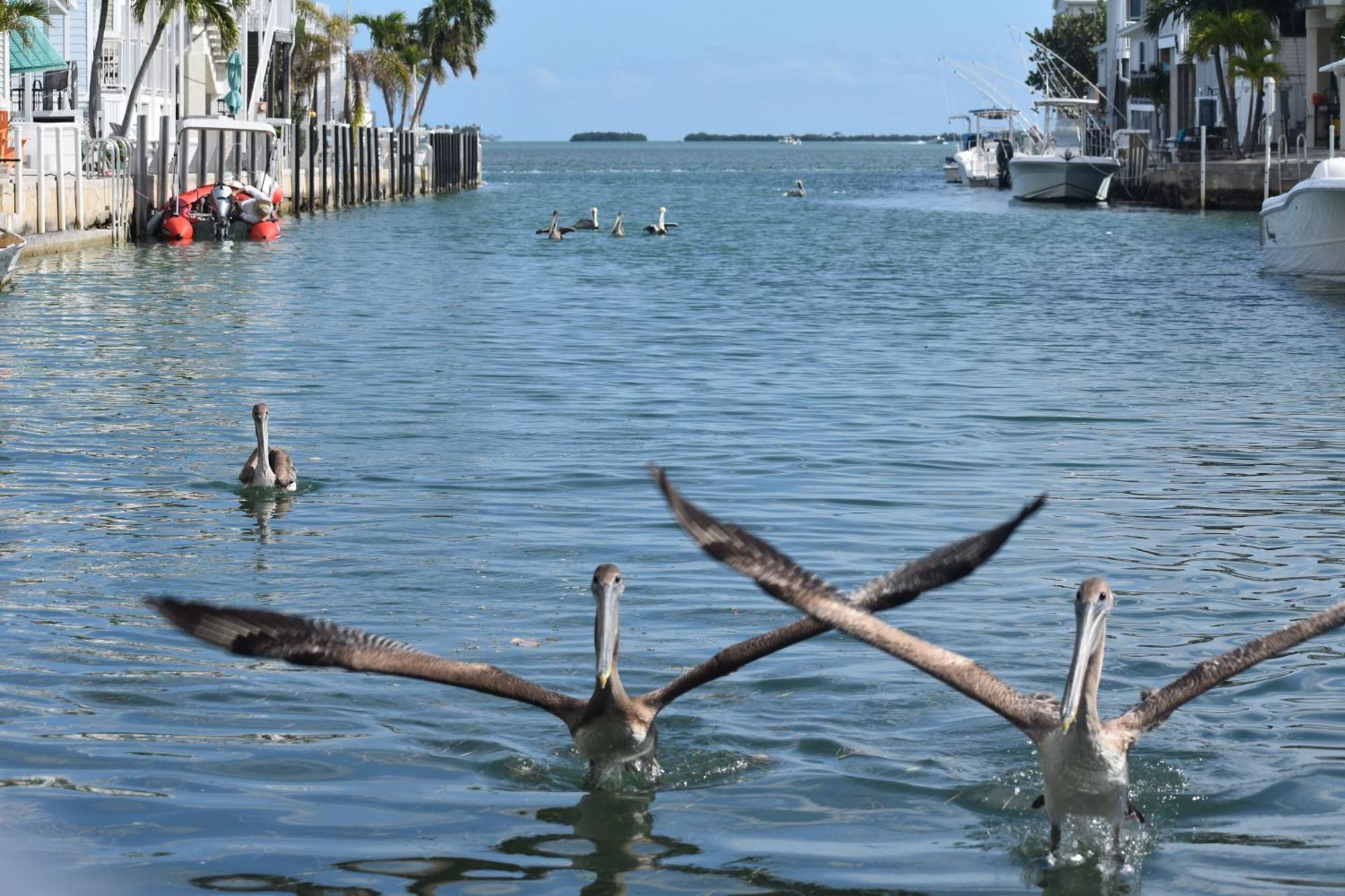 Pelican'S Roost, Waterfront Comfort At Venture Out Cudjoe Key 외부 사진