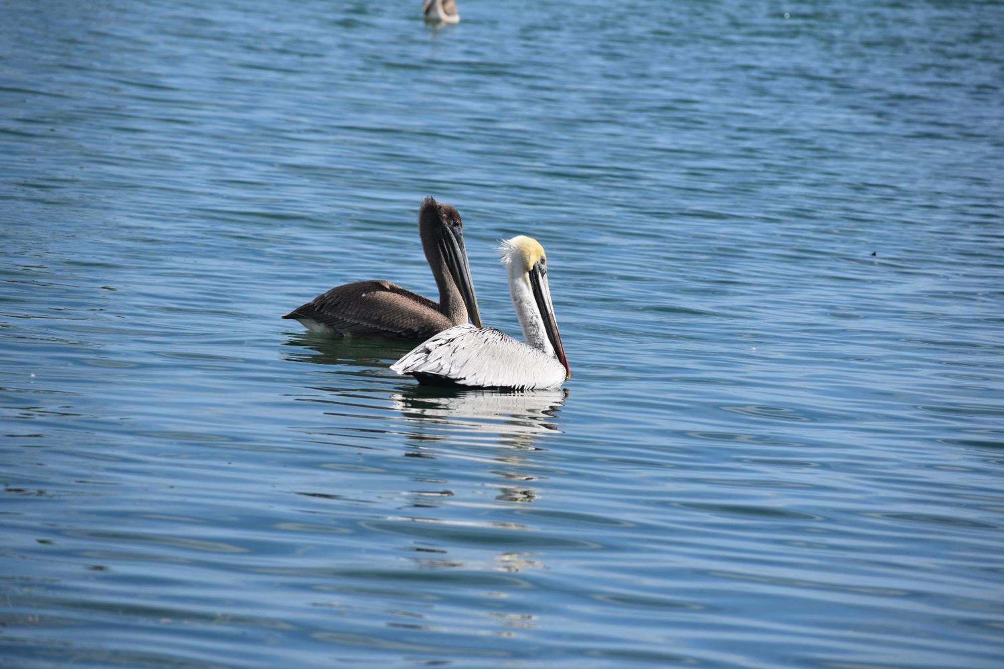 Pelican'S Roost, Waterfront Comfort At Venture Out Cudjoe Key 외부 사진