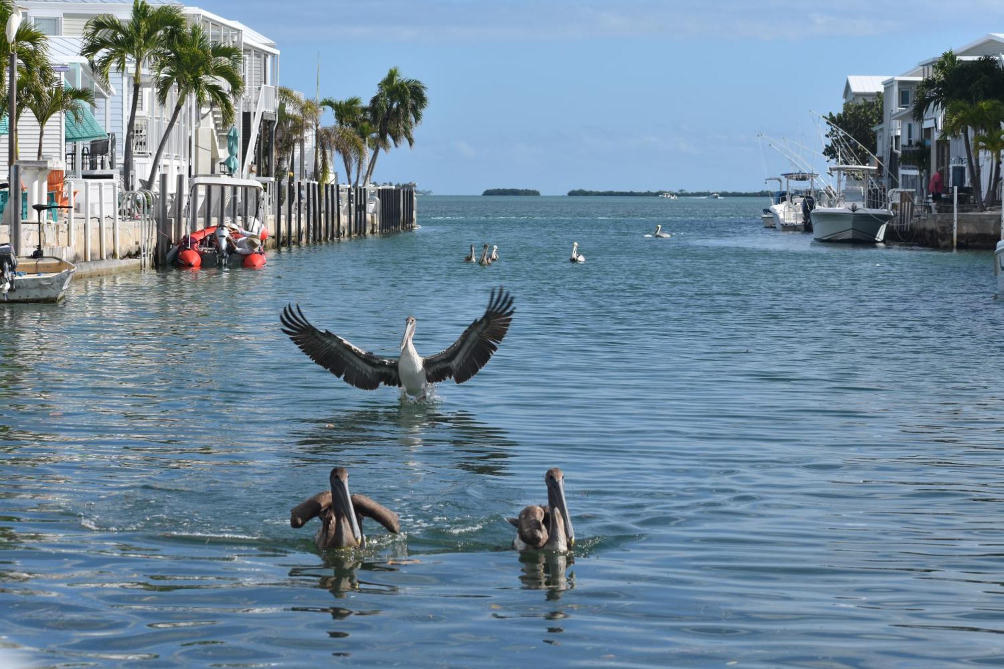 Pelican'S Roost, Waterfront Comfort At Venture Out Cudjoe Key 외부 사진